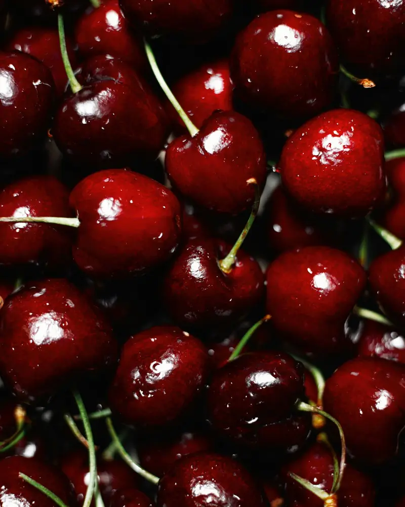 Cerezas frescas recién cosechadas, listas para el packing